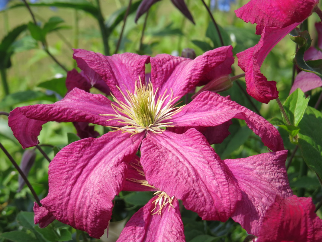 soft focus image of a Pink Flower 