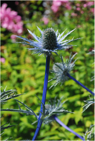 Blue Eryngium Flower